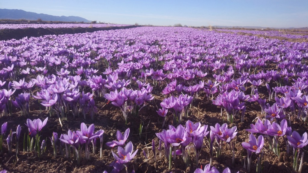 Saffron, Iran