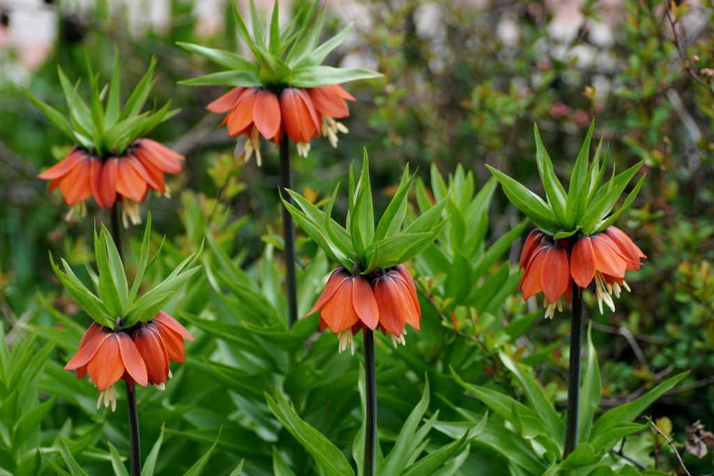 Fritillaria imperialis, Iraq