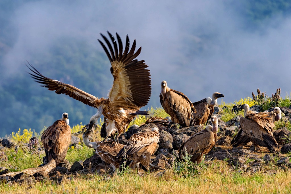 Griffon vulture, Israel