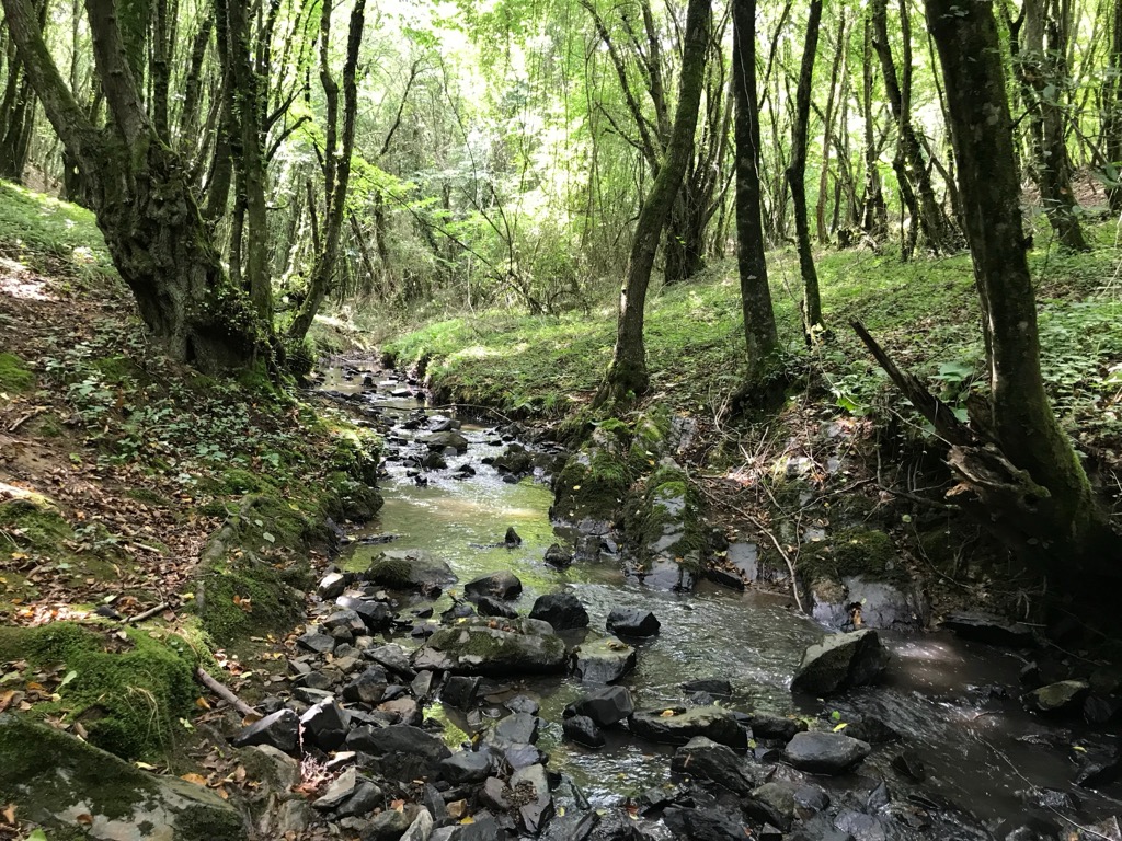 The less-curated forests of Polonezköy. Istanbul