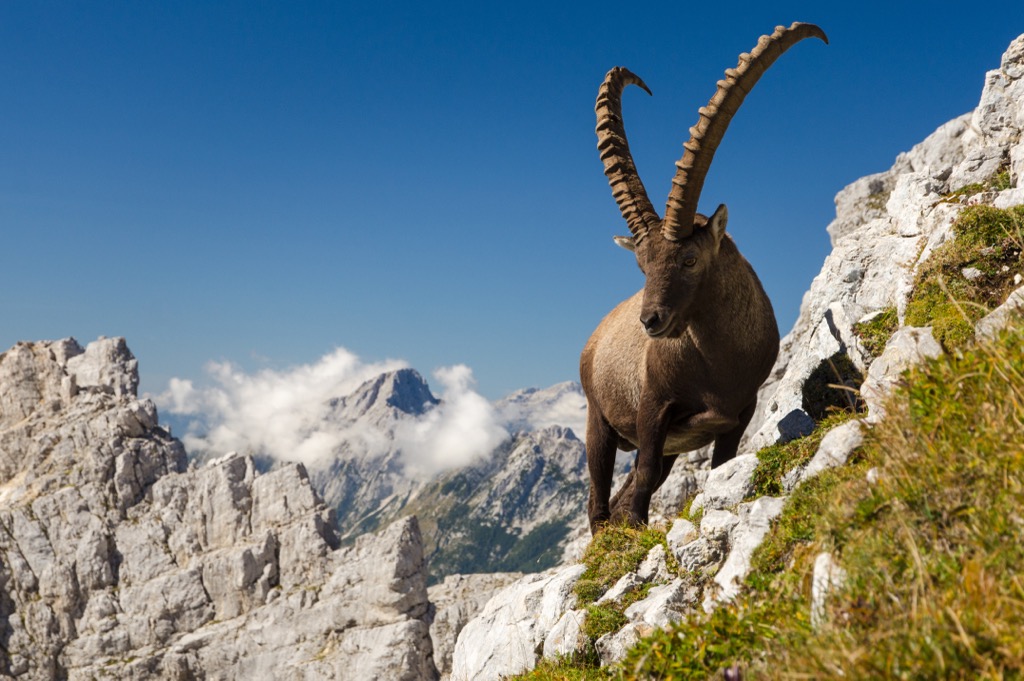 An ibex in Triglav National Park. Julian Alps and Prealps