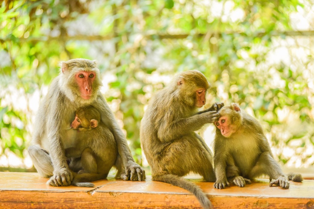 Macaque, Taiwan, Kaohsiung City