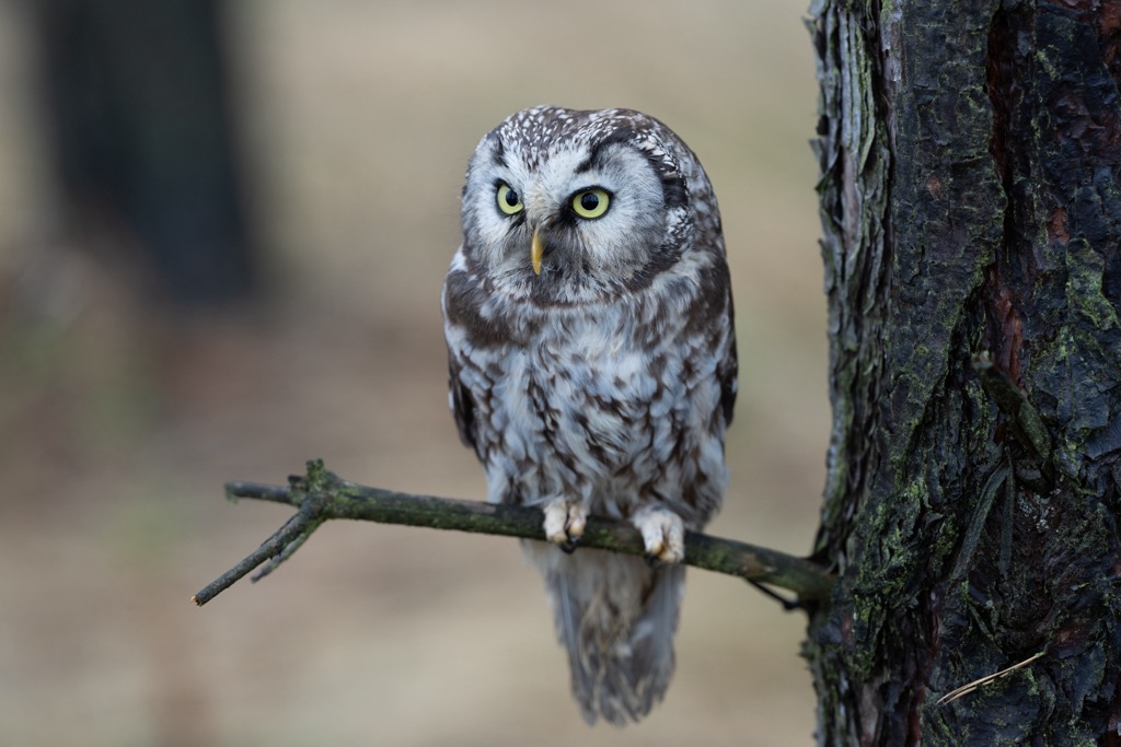 The Tengmalm’s owl (also known as the Boreal owl). Karwendel