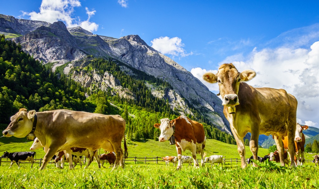 Pasture farming in the meadows of the Karwendel Mountains. Karwendel