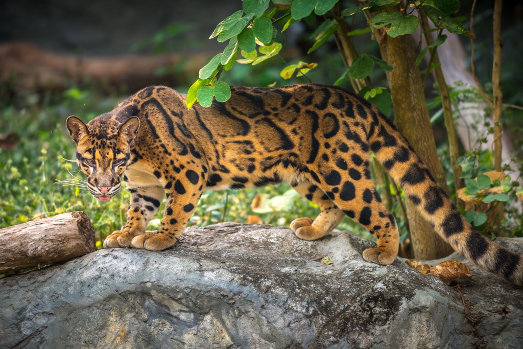 Clouded leopards have been caught on wildlife cameras roaming Shivapuri Nagarjun National Park. Kathmandu
