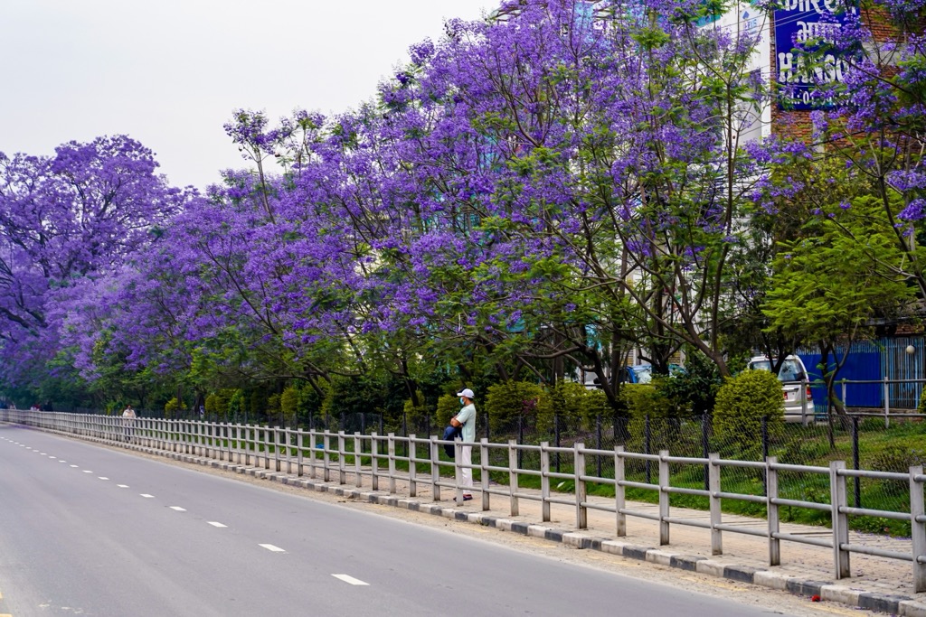 Jacarandas in bloom in Kathmandu. Kathmandu