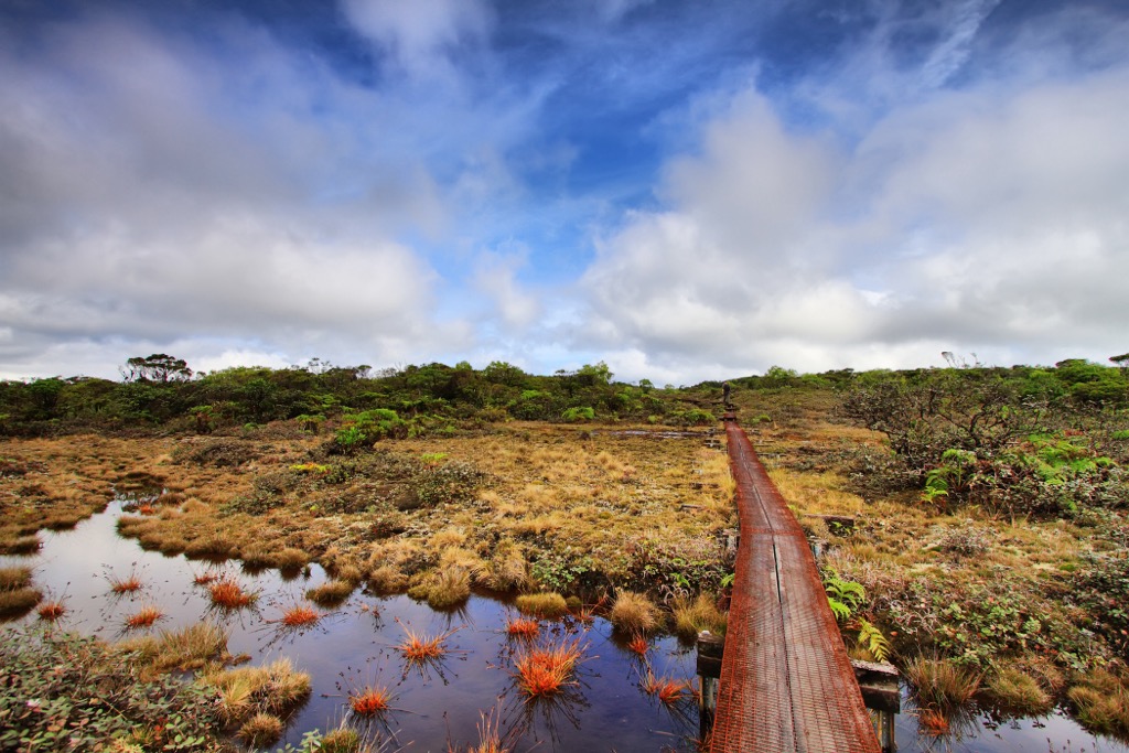 The Alakaʻi Swamp. Kauai County