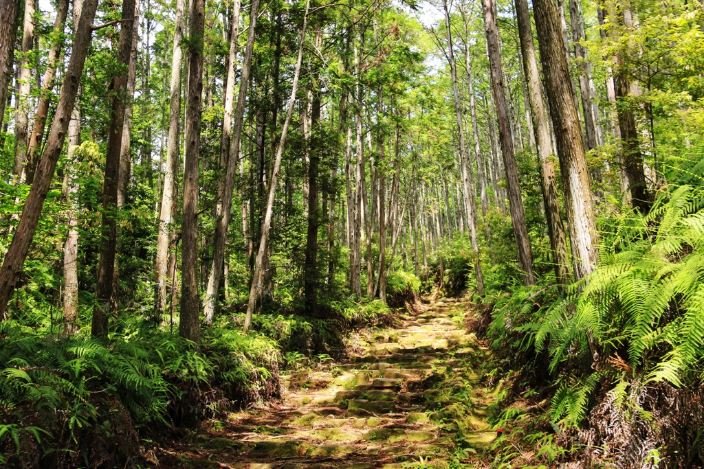 Kohechi, Kumano Kodo, Kii Mountains, Japan