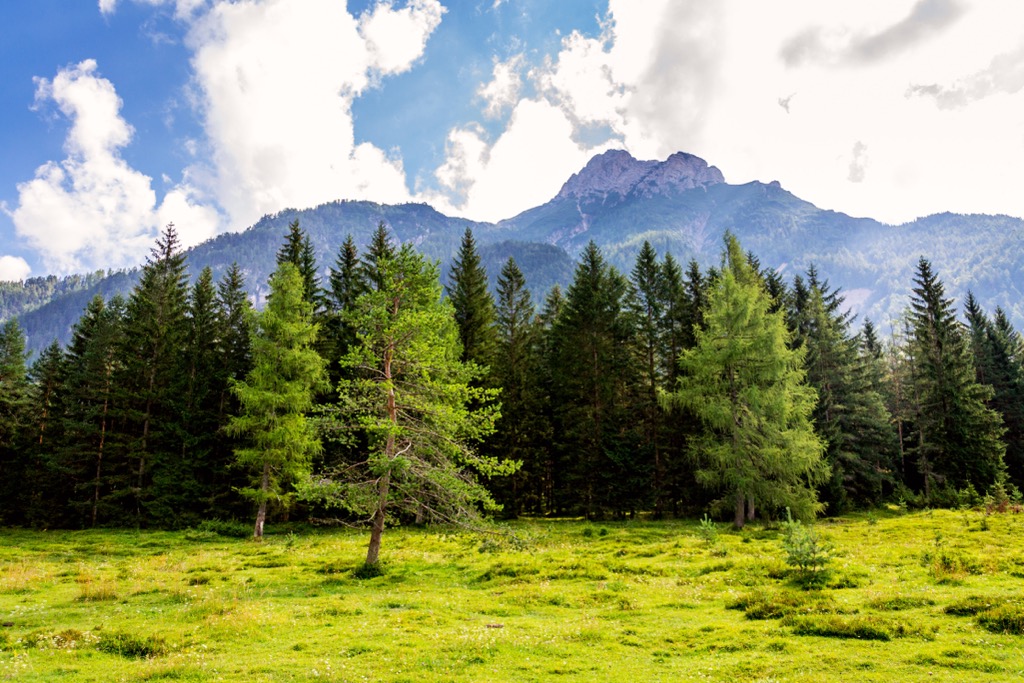 Approximately 66% of the Kitzbühel Alps are forested. Kitzbuehel Alps