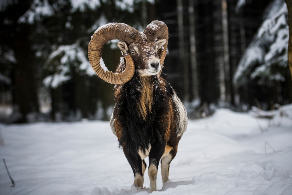 There are thought to be around 7,500 mouflons in Austria. Kitzbuehel Alps