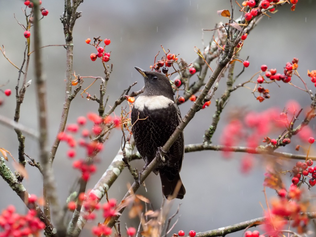 Ring ouzels are high-altitude specialists living in mountainous regions stretching from Ireland to Iran. Kitzbuehel Alps