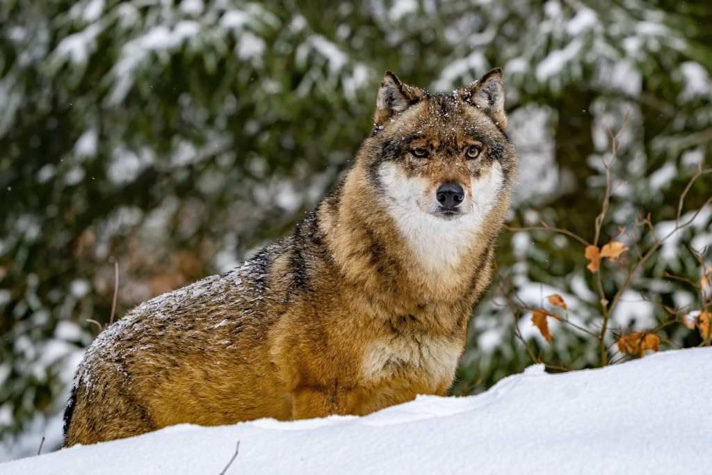 Austria’s wolf population has grown steadily since their first reappearance in 2008. Kitzbuehel Alps