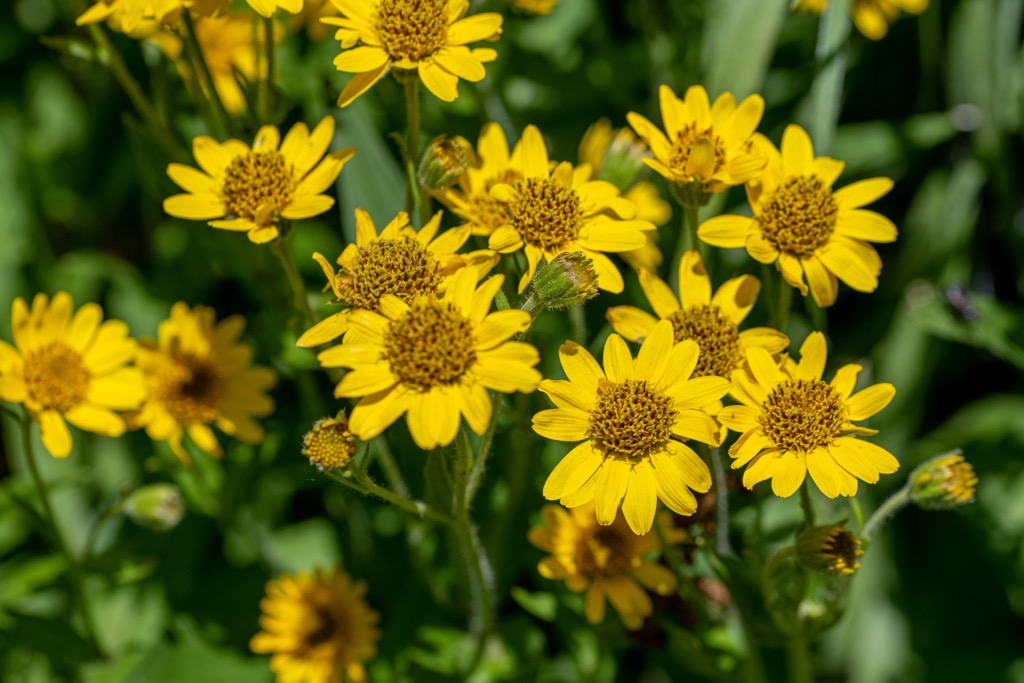 Mountain arnica is widespread in the Austrian Alps, growing at up to 3,000 m (9,842 ft) in elevation. Kitzbuehel Alps