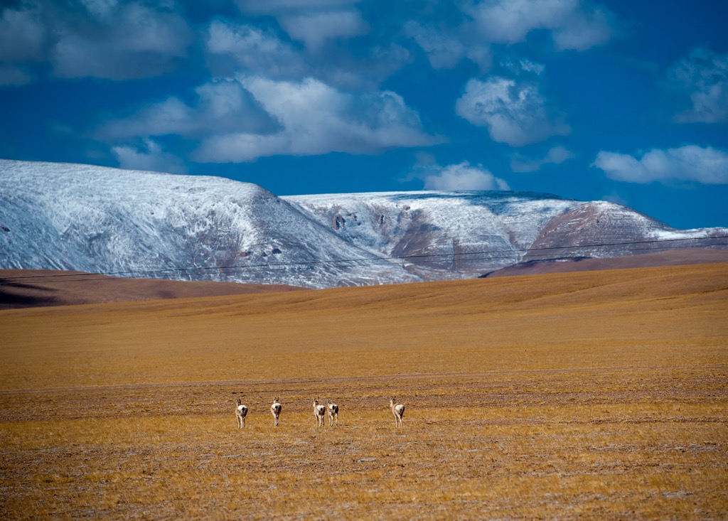antelope, Kunlun Mountains, China