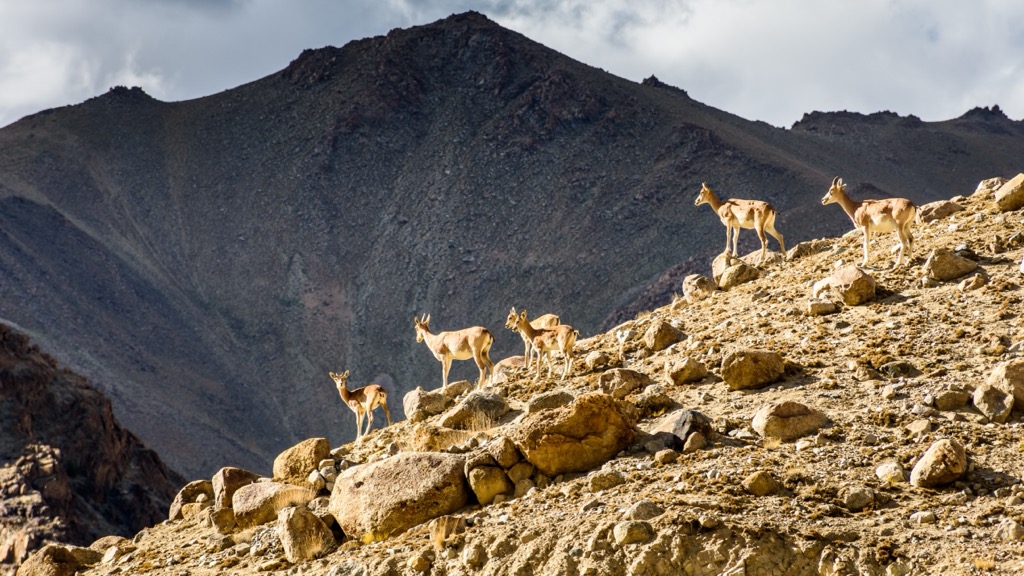 Ladakh urial, Kunlun Mountains, China