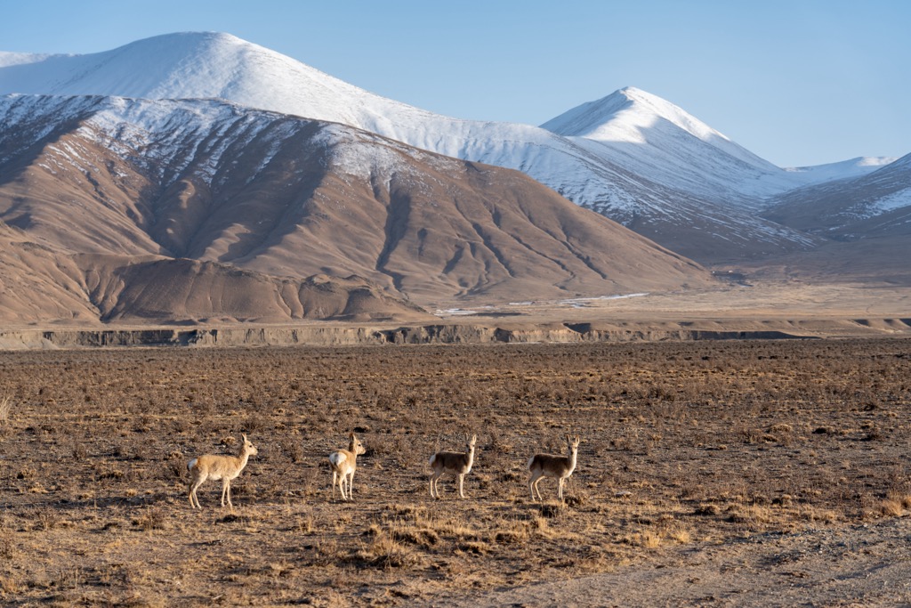 wild Tibetan antelopes, Kunlun Mountains, China