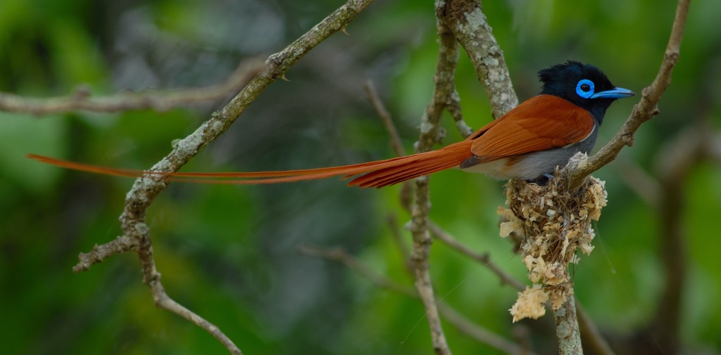 A Paradise flyc atcher in the Pongola Game Reserve. KwaZulu-Natal