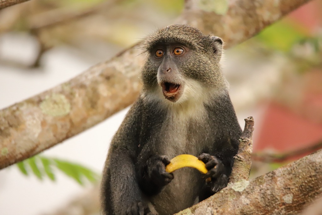 The Samango monkey, also known as the Sykes monkey, is a subspecies of the blue monkey that is endemic to KwaZulu-Natal. KwaZulu-Natal