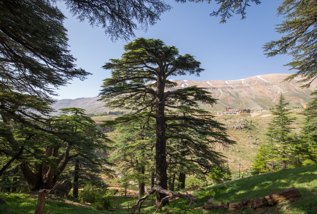 Cedars of God (Arz al-Rab) in the Wadi Qadisha, Lebanon