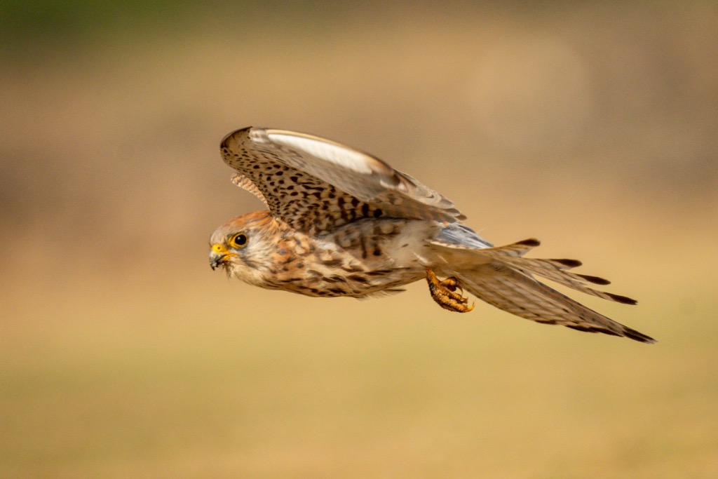 lesser kestre, Lebanon