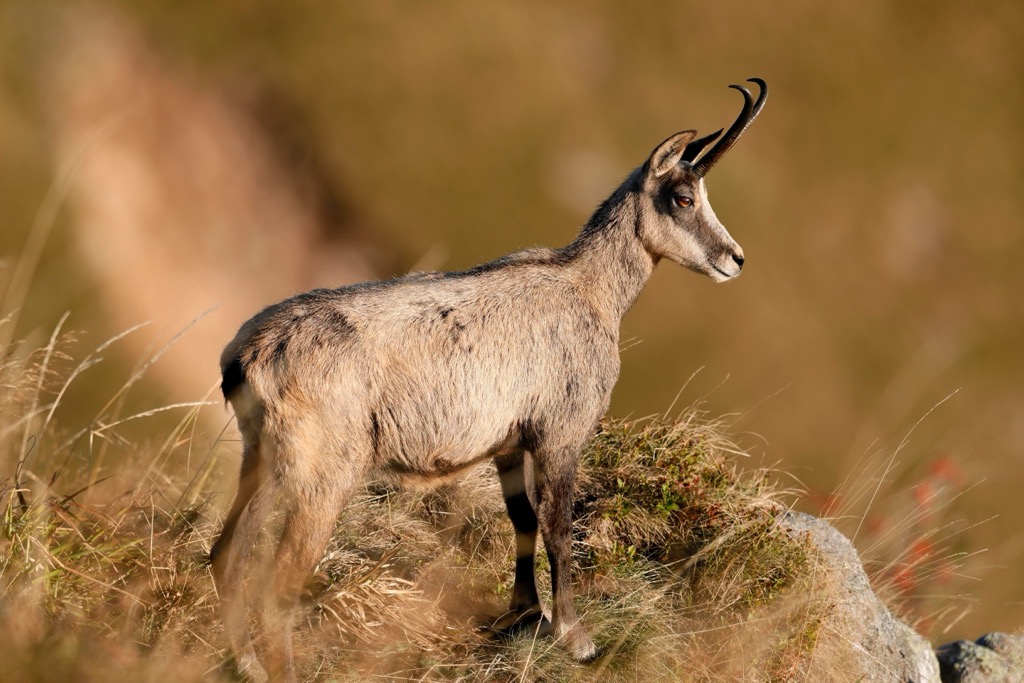 A chamois on a mountainside. Livigno Alps