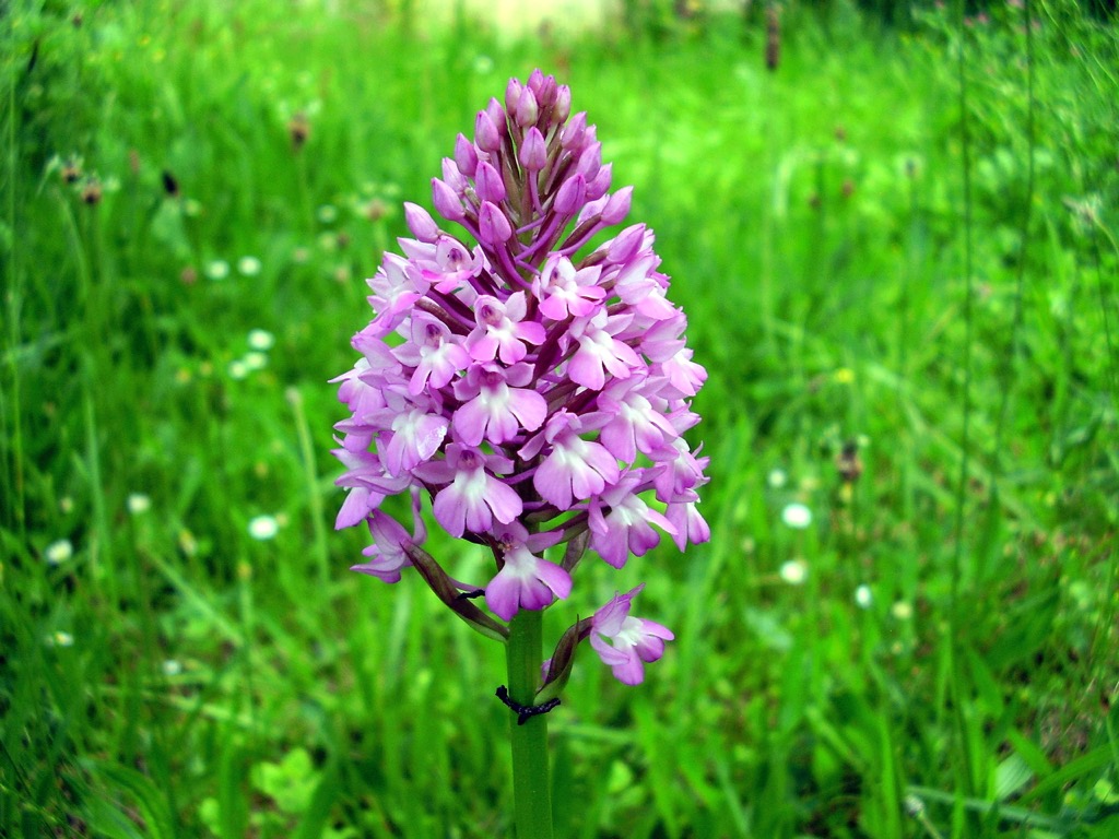 Pyramidal Orchid , Luxembourg