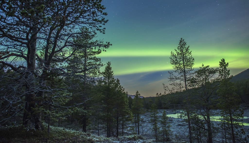 The northern lights seen from a Lyngsalpen Protected Landscape forest. Lyngen Alps
