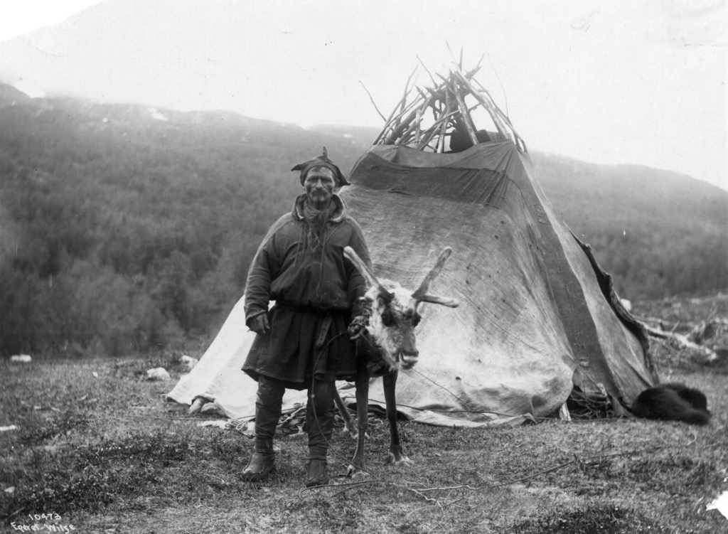 A 1909 photo of a traditional Sámi, pictured with his reindeer and lavvu, a type of tent dwelling (similar to a teepee, for our North American readers). Lyngen Alps
