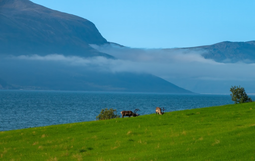 Reindeer grazing in the Lyngen Alps. Lyngen Alps