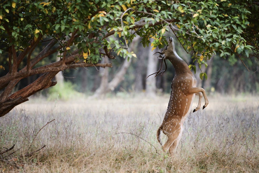Chital (or axis) deer in Bandhavgarh National Park. Madhya Pradesh Mountains