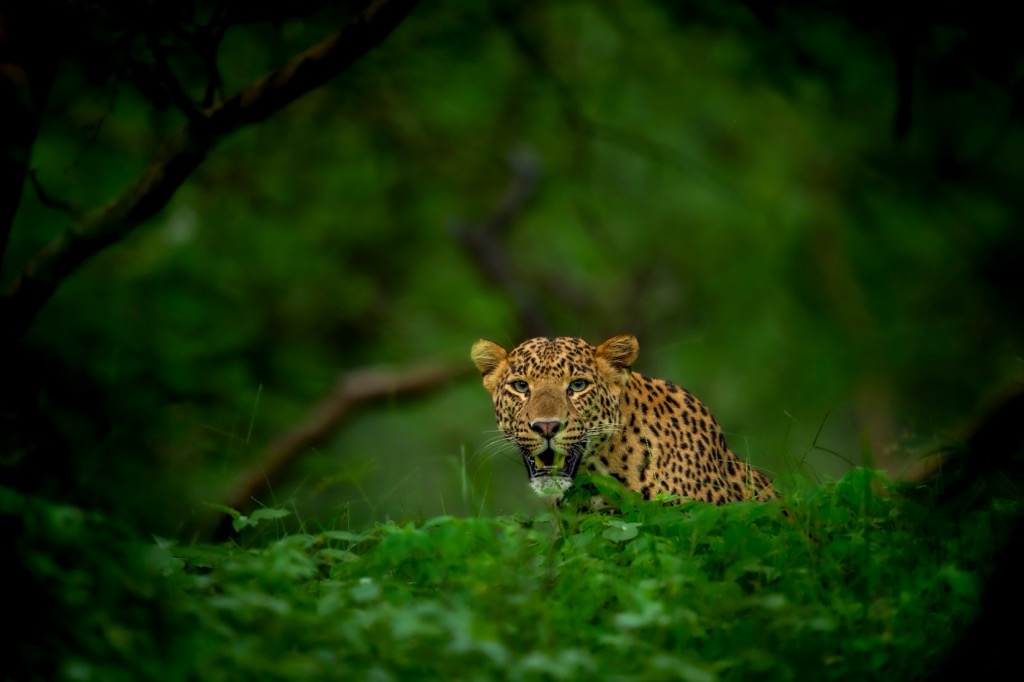 A wild male leopard in Satpura National Park. Madhya Pradesh Mountains