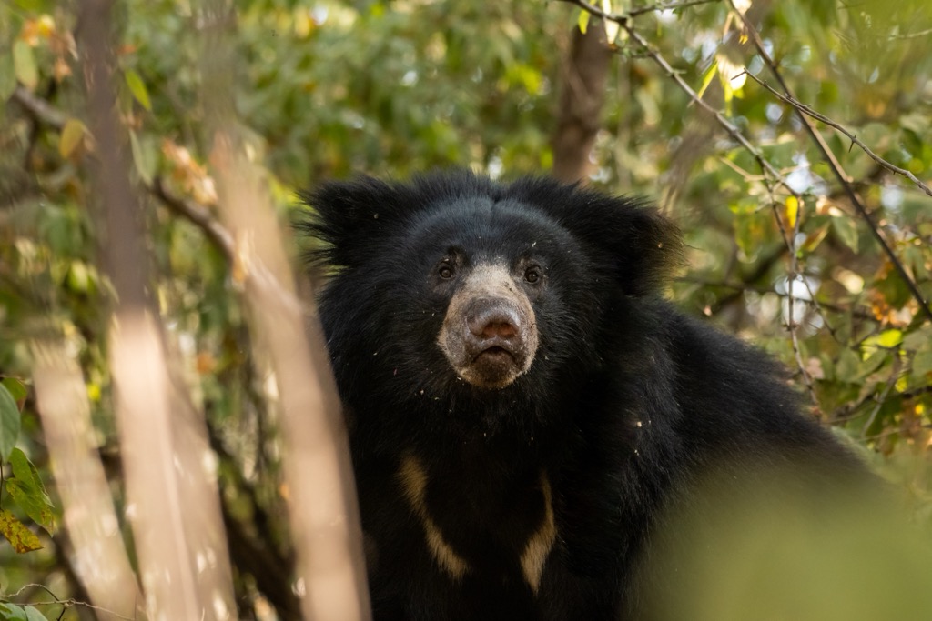 A sloth bear (Melursus ursinus) in Madhya Pradesh. Madhya Pradesh Mountains