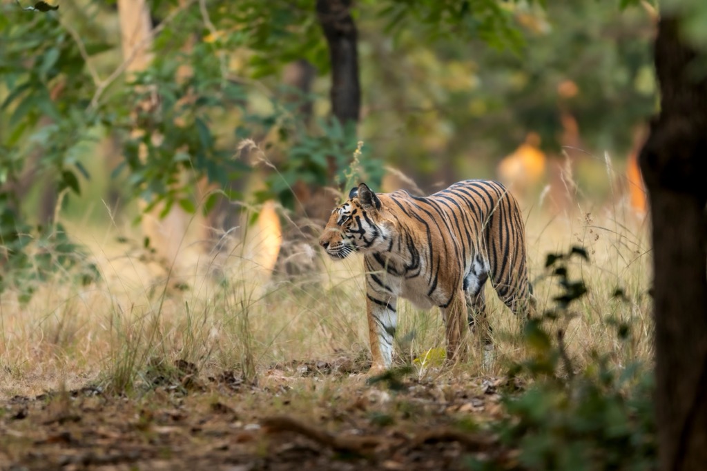 A female tiger in Madhya Pradesh. Madhya Pradesh Mountains