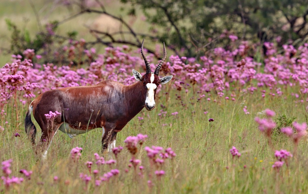 A Blesbok in the Rietvlei Nature Reserve. Magaliesberg