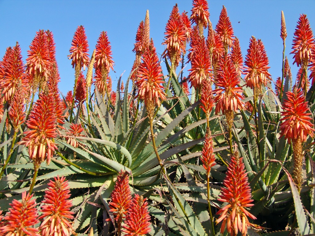 Aloe plants in the Magaliesberg. Magaliesberg
