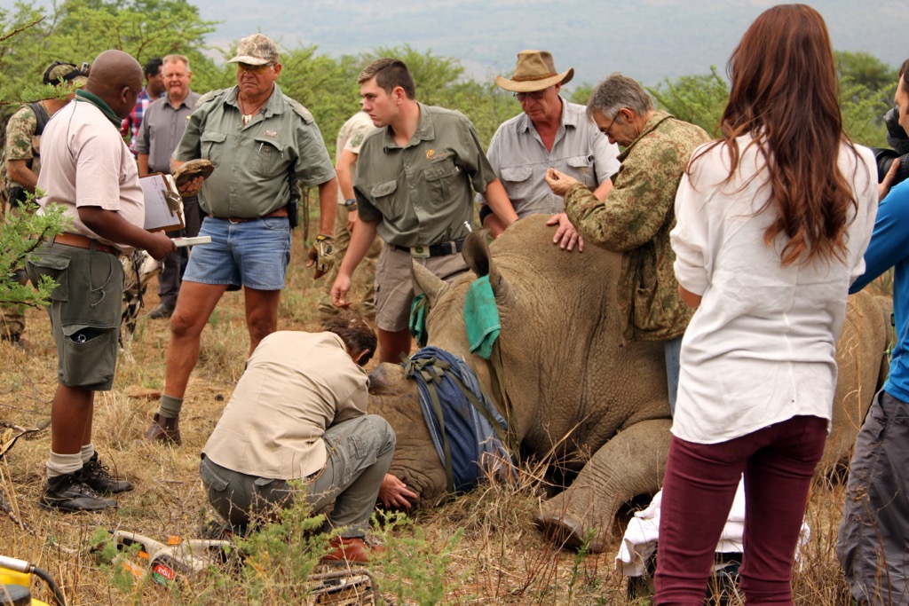 A team involved in a de-horning and chip implant operation. Magaliesberg