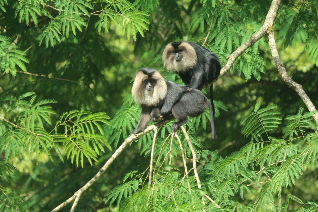 A family of lion-tailed macaques. Maharashtra Mountains