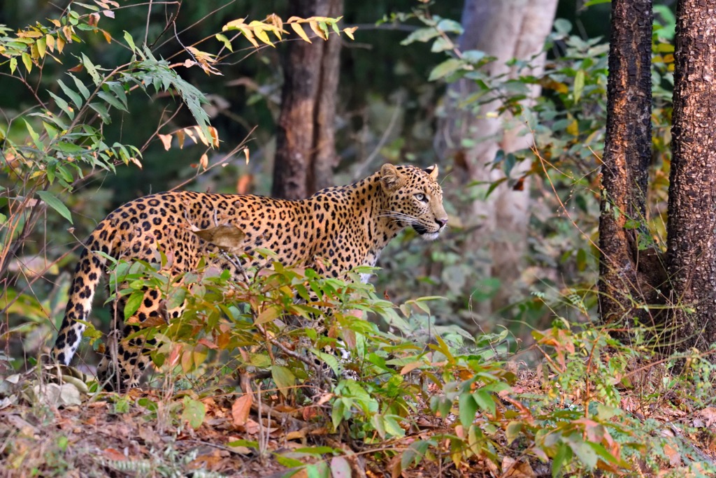A leopard in Tadoba National Park. Maharashtra Mountains