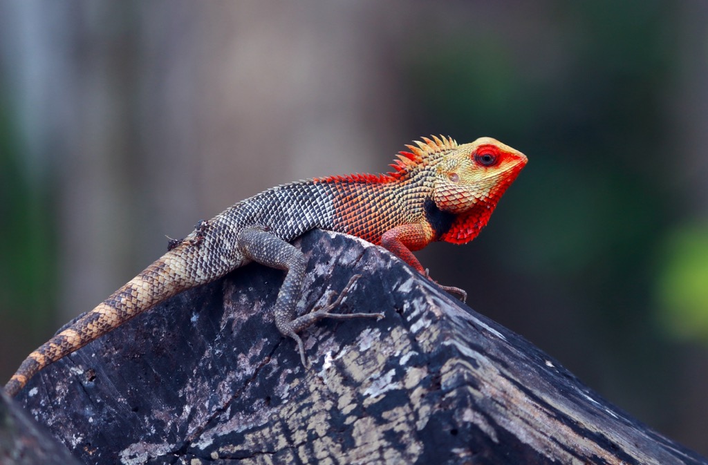 An Oriental garden lizard, native to a wide swath of Indo Malaya, in Maharashtra. Maharashtra Mountains