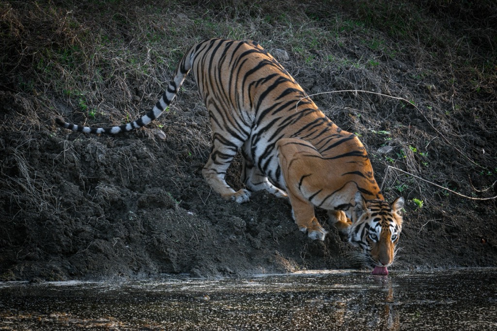 A tiger takes a drink in Tadoba National Park. Maharashtra Mountains
