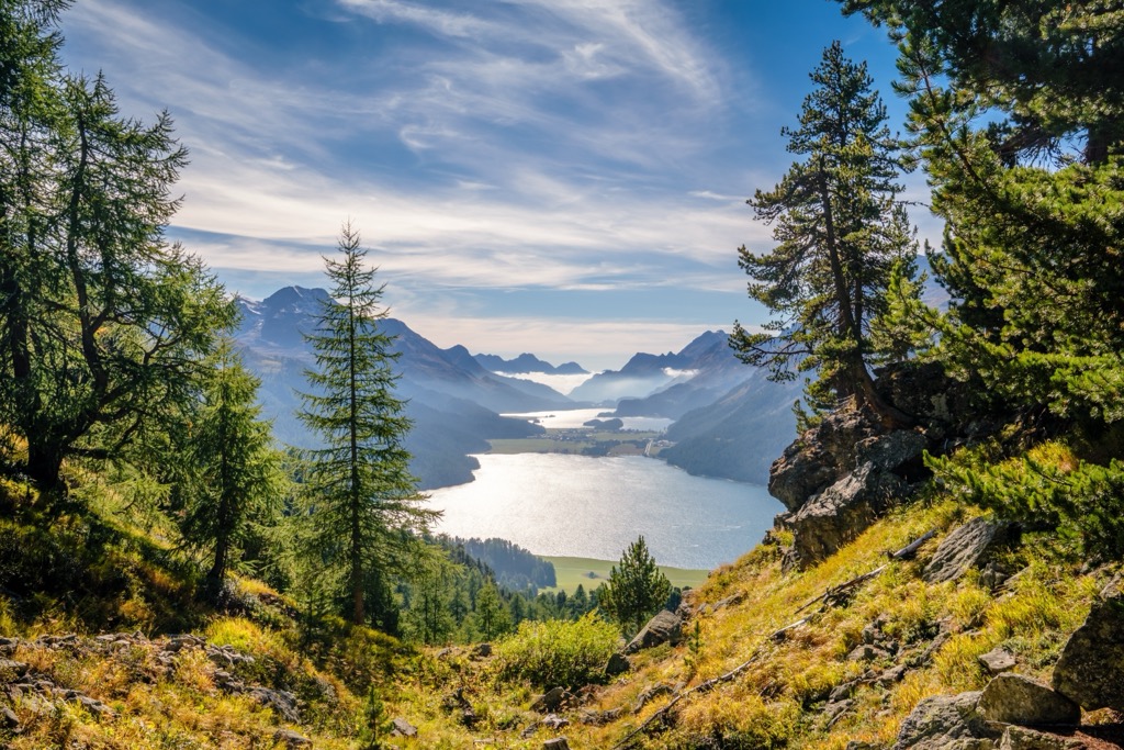 forest Maloja, Switzerland