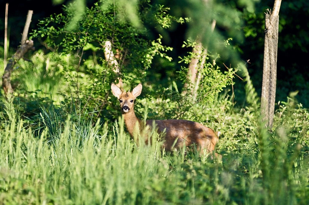 roe deer Maloja, Switzerland