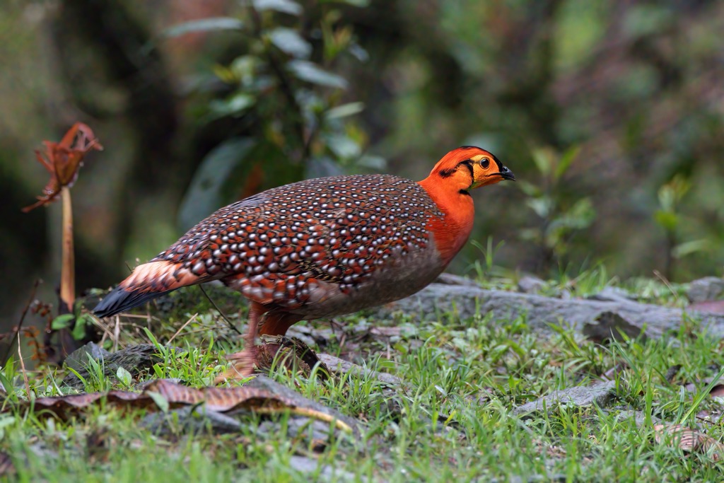 The Blyth’s tragopan (Tragopan blythii) is a cherished sight amongst birders in Northeast India. Manipur Mountains