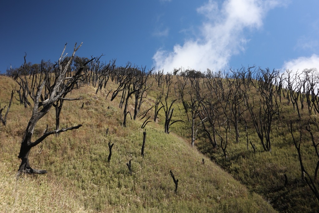 Burn scars from recent forest fires. Manipur Mountains