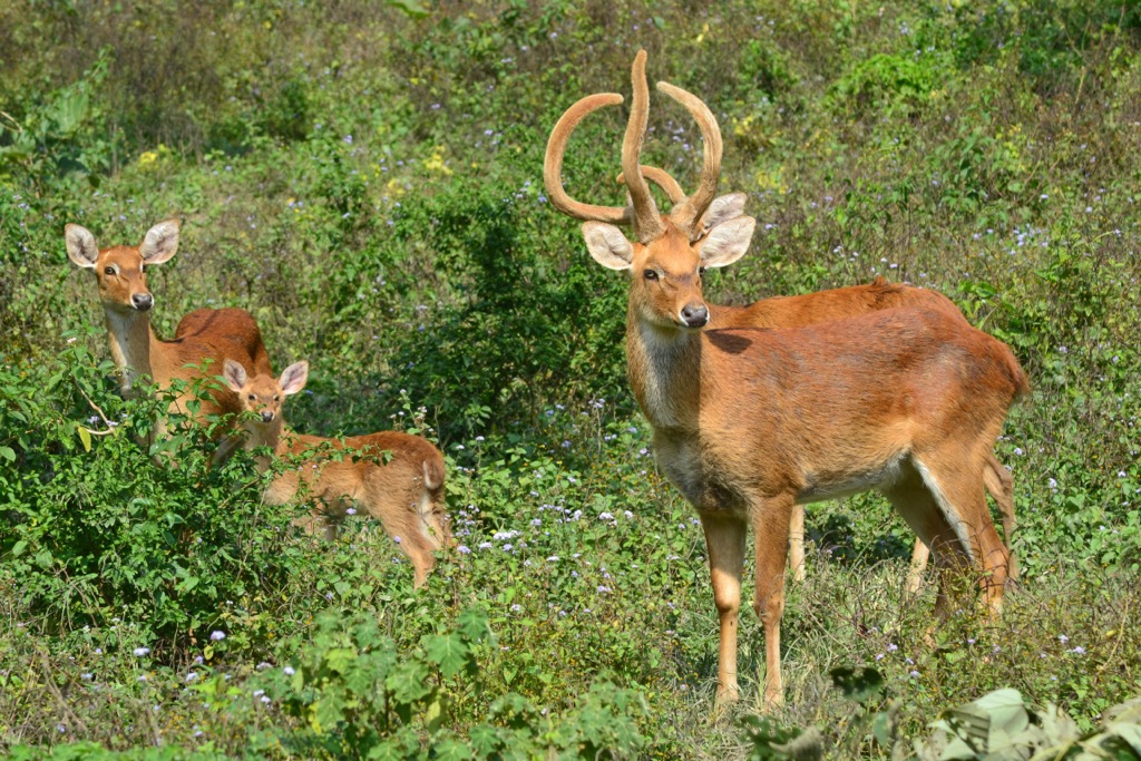Sangai deer. Manipur Mountains