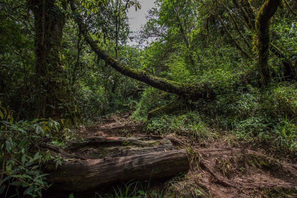 Lowland subtropical forest near the Shirui Hills. Manipur Mountains