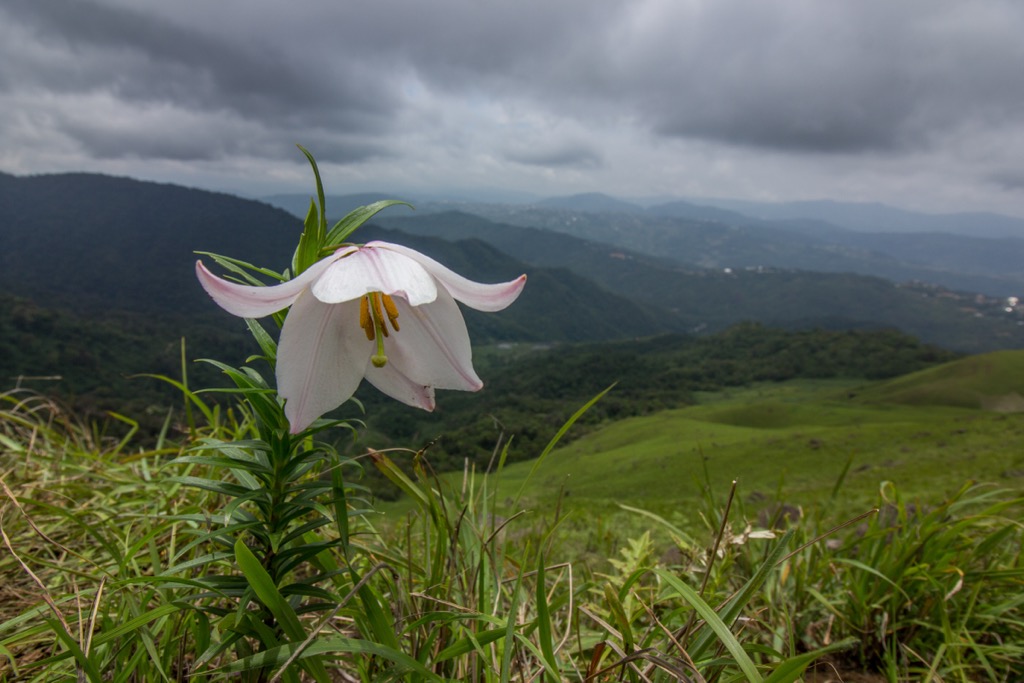 The Shirui lily blooms between May and June. It’s endemic to the Ukhrul region near Manipur. Manipur Mountains