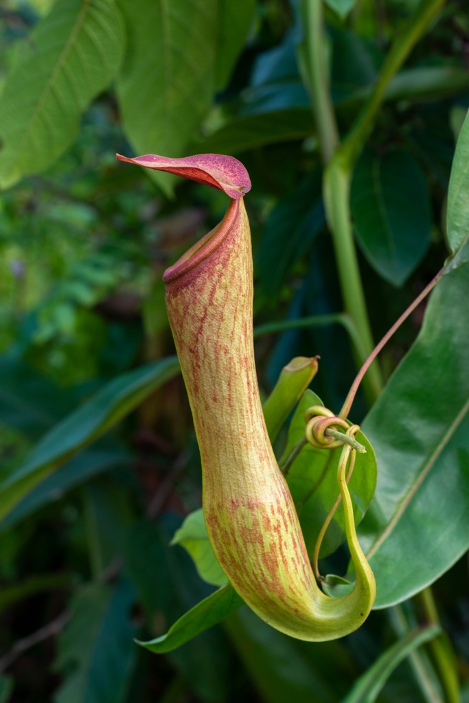 Carnivorous pitcher plants form part of the natural flora in the region