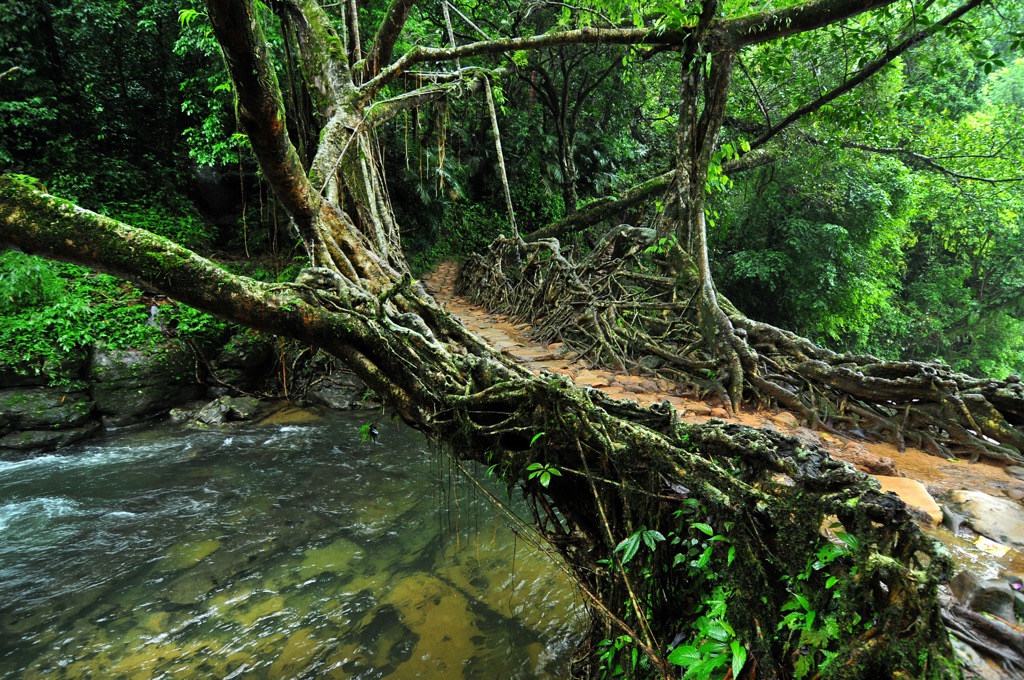 Living rubber tree bridges connect communities