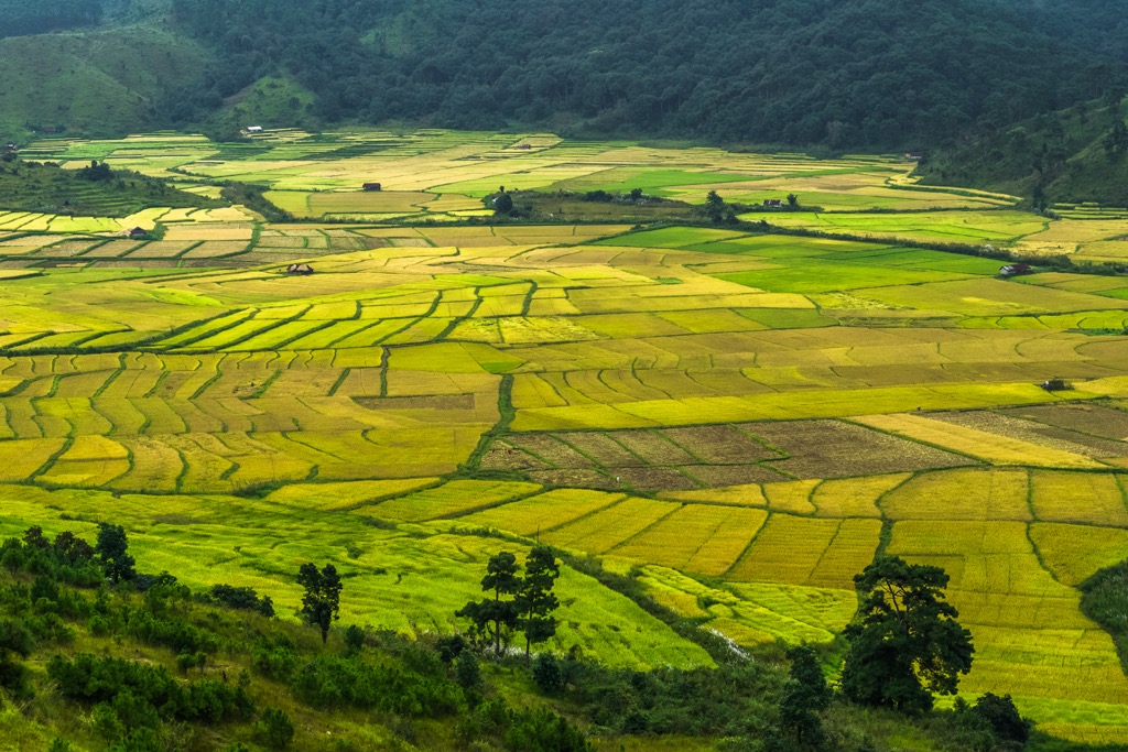 Meghalaya rice paddies